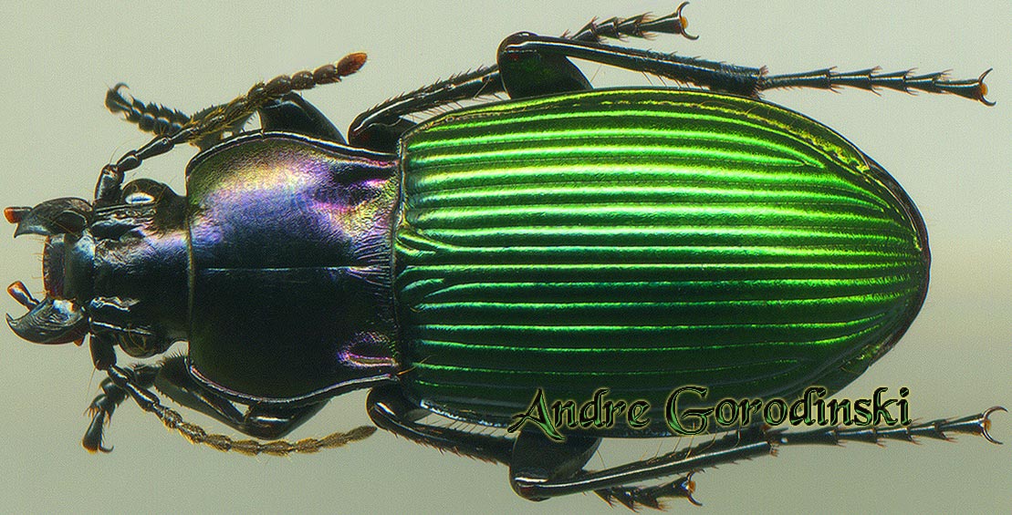 http://www.gorodinski.ru/carabidae/Trigonognatha viridis.jpg